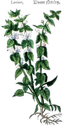 Dovenetel, vergeten glorie?