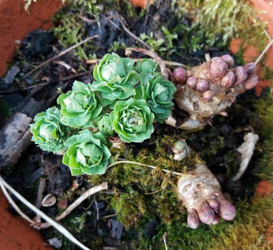 Rozenwortel, de Europese ginseng