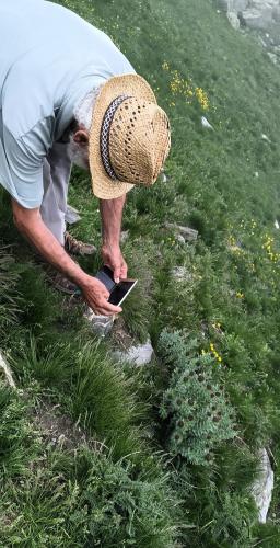 Rozenwortel, de Europese ginseng