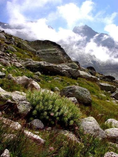 Rozenwortel, de Europese ginseng