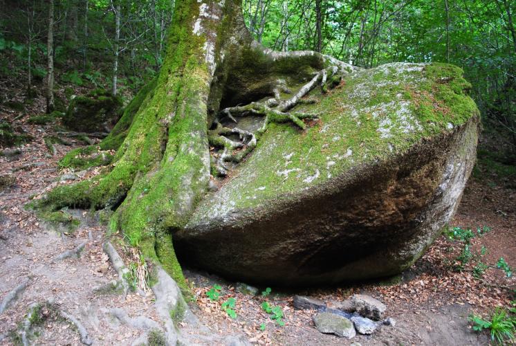 Boom die rots omarmt