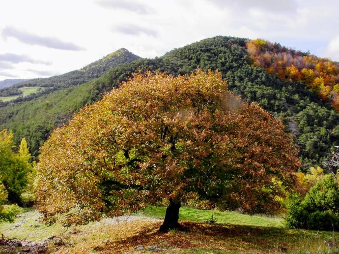 Verhalen over de lindeboom