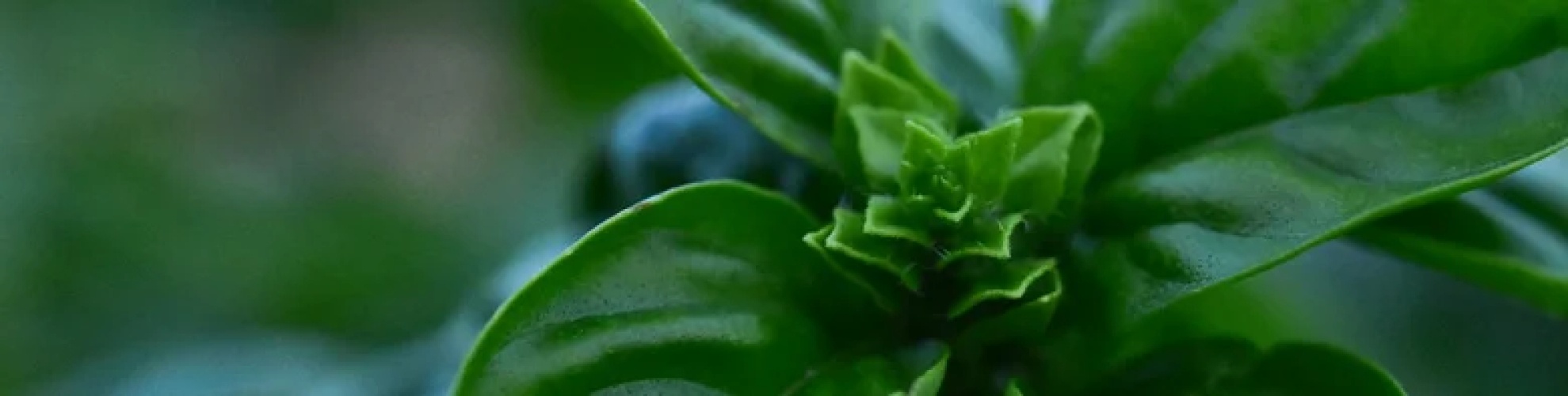 Which herbs should I definitely plant in my garden?