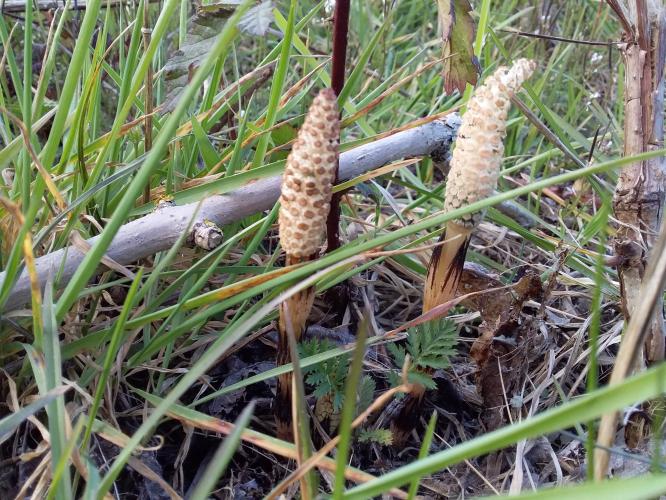 Sterke botten, gebruik Heermoes!