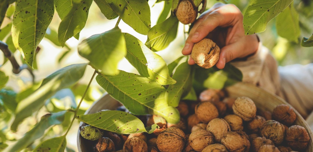 Walnut: Features, Uses and Maintenance