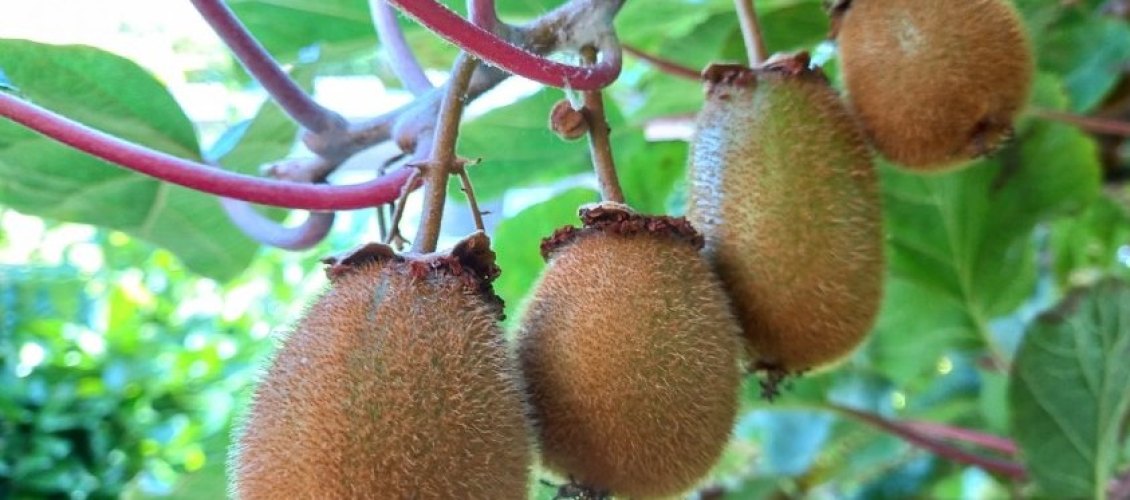 Health Green kiwis officially recognised by the European Commission: The health benefits you need to know