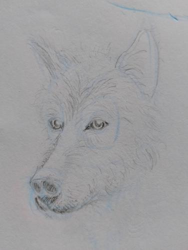 Schets van een wolvenkop
