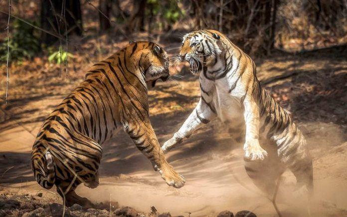 MP News in Hindi / Viral Video… .When Vanraj clashes in Kanha National Park, tourists shiver | News24Ghante.com