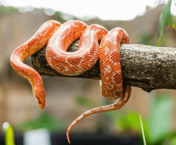 #snakes as magnificent creatures
