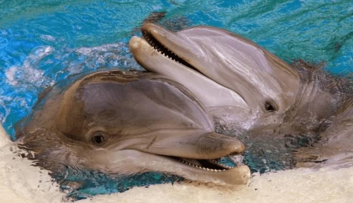 Cute But Deadly Animals