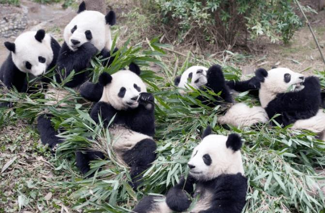 Have we misunderstood pandas?