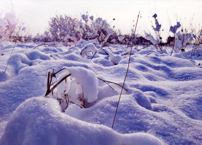 Captured under snow cover 