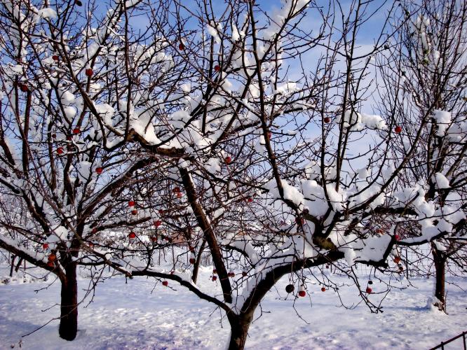 Captured under snow cover 