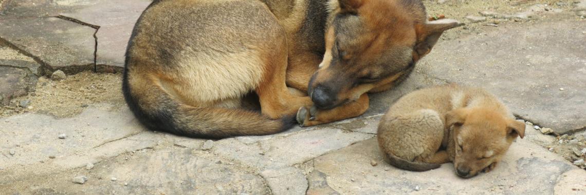 Naptime (for the photography challenge)