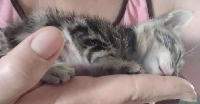 Cómo debería nombrar a mi pequeño gatito?