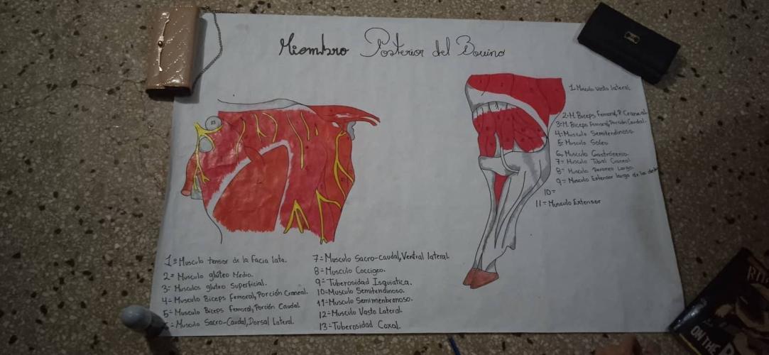 Preparing for my anatomy exhibition