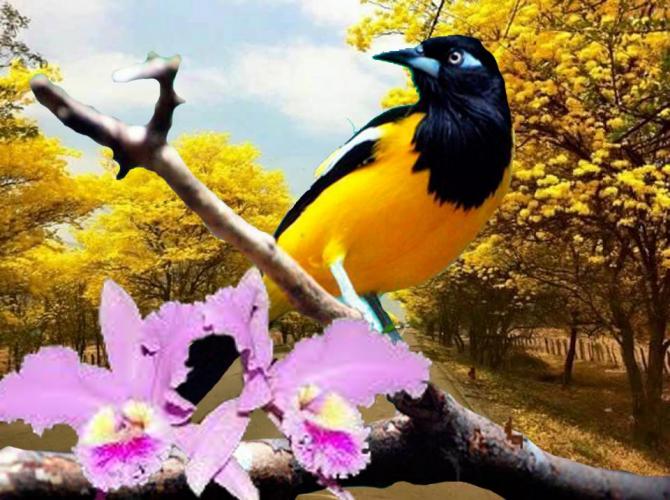 Natural Symbols Of Venezuela