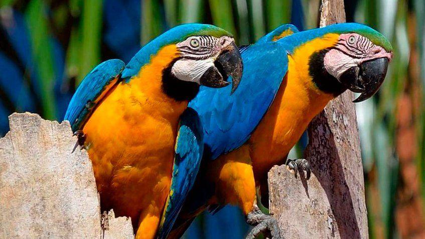 The Macaw