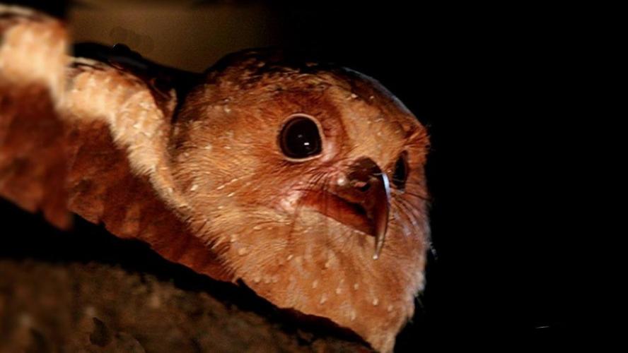 Parque Nacional Cuevas Del GuÁcharo