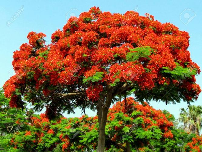Árbol De Acacia