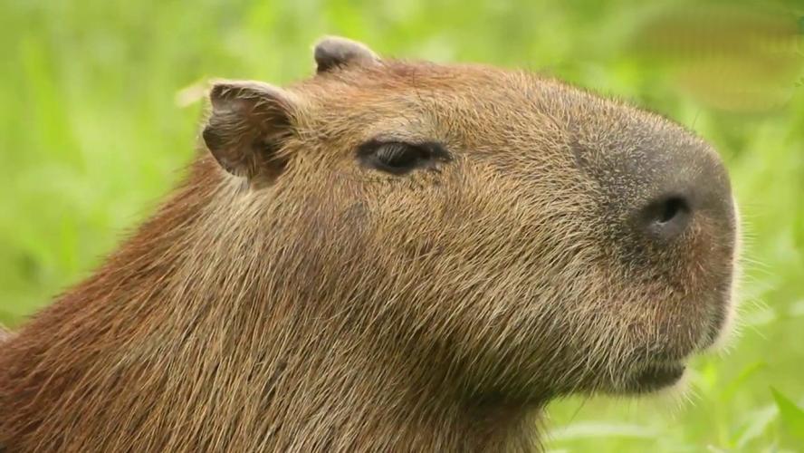 Pisillo De Chiguire.