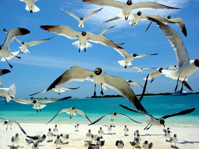 Los Roques is een archipel van Venezuela