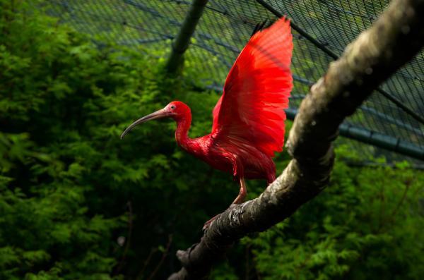 Laat Ons Ons Wildlife En De Planeet Zorgen