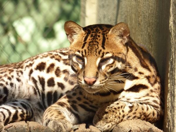 Animals threatened with extinction in Venezuela