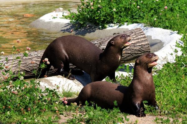 Animals threatened with extinction in Venezuela