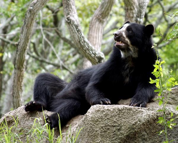 Animals threatened with extinction in Venezuela