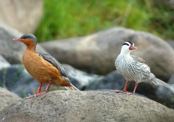 Animals threatened with extinction in Venezuela