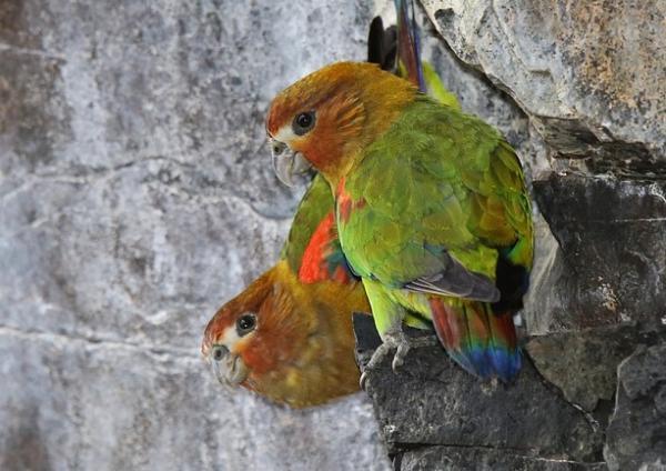 Animals threatened with extinction in Venezuela