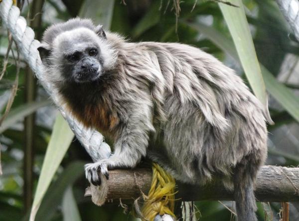 Animals threatened with extinction in Venezuela