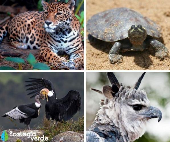 Animals threatened with extinction in Venezuela