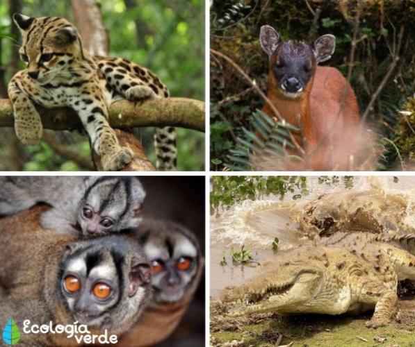 Animals threatened with extinction in Venezuela