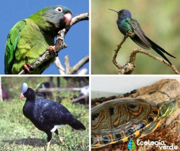 Animals threatened with extinction in Venezuela