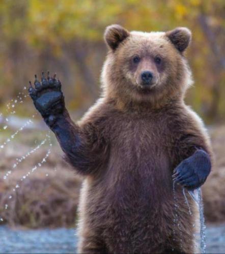 Goedemorgen Yooks Vrienden