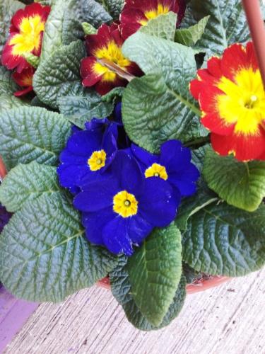 Ponle color al jardín