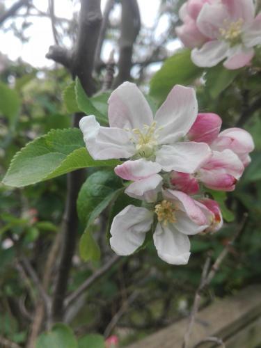 Las flores del jardin vecino