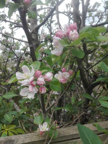 Las flores del jardin vecino