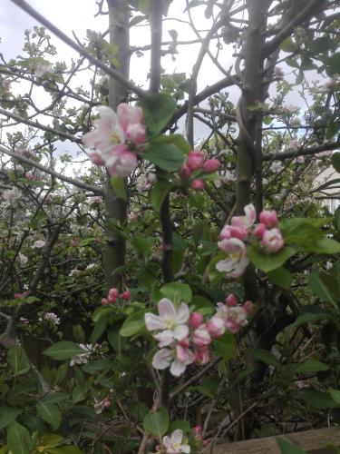 Las flores del jardin vecino