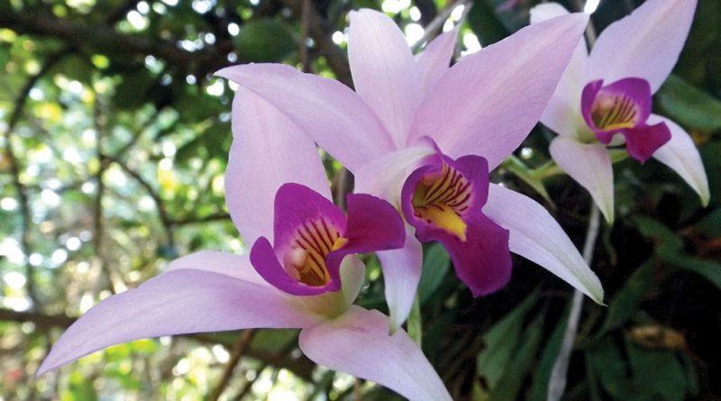 Beautiful flowers of our country. Venezuela.