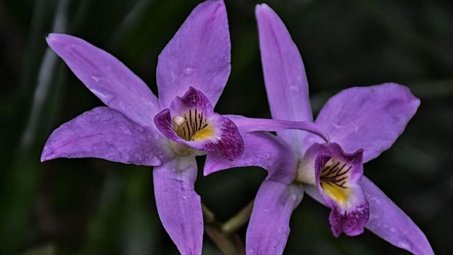 Beautiful flowers of our country. Venezuela.