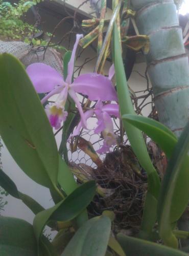 Orquidea in my house.