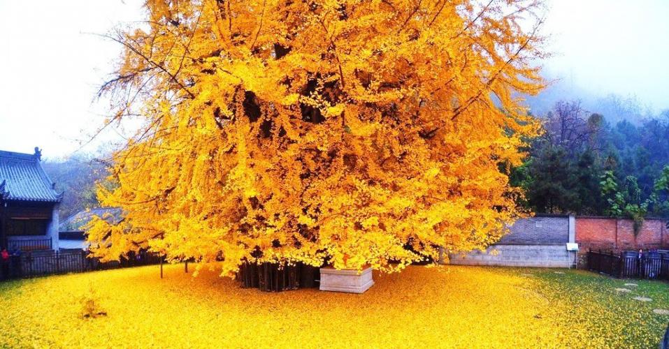 The  most representative trees of the beauty of Venezuela