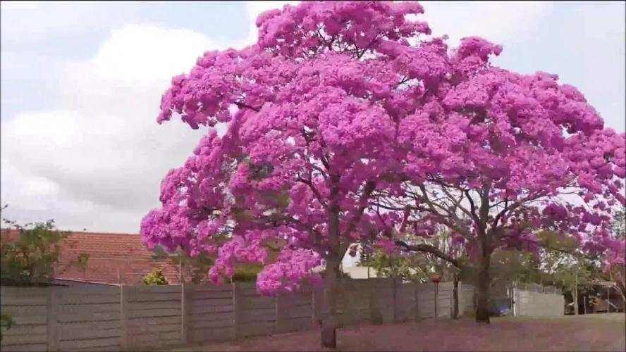 The  most representative trees of the beauty of Venezuela
