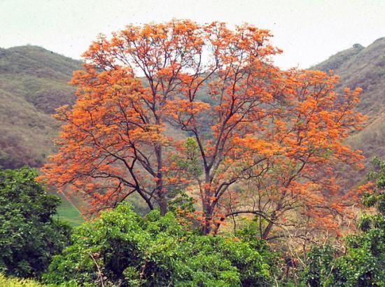 The  most representative trees of the beauty of Venezuela