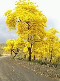 The  most representative trees of the beauty of Venezuela