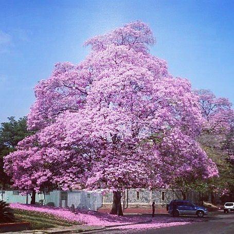 The  most representative trees of the beauty of Venezuela