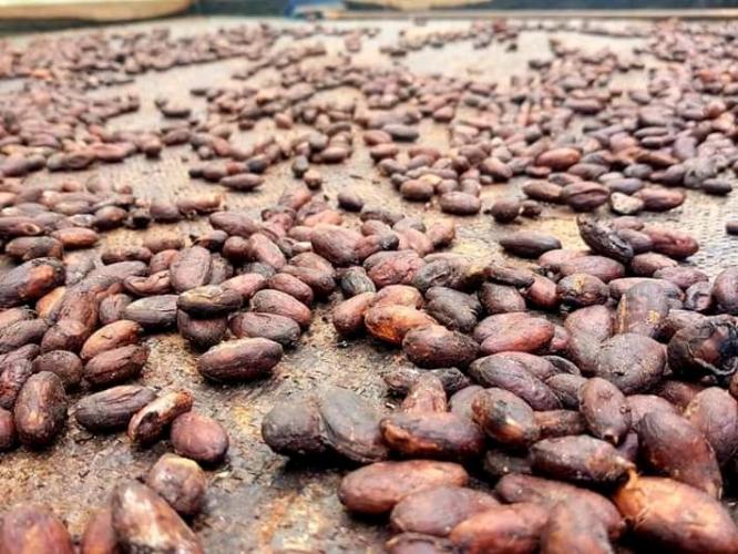From cocoa beans to chocolate